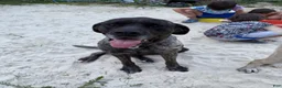 English Mastiff dogs for sale: speckle - Ad 4