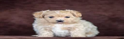 Maltipoo dogs for sale: Sophie Maltipoo Puppy  - Ad 2