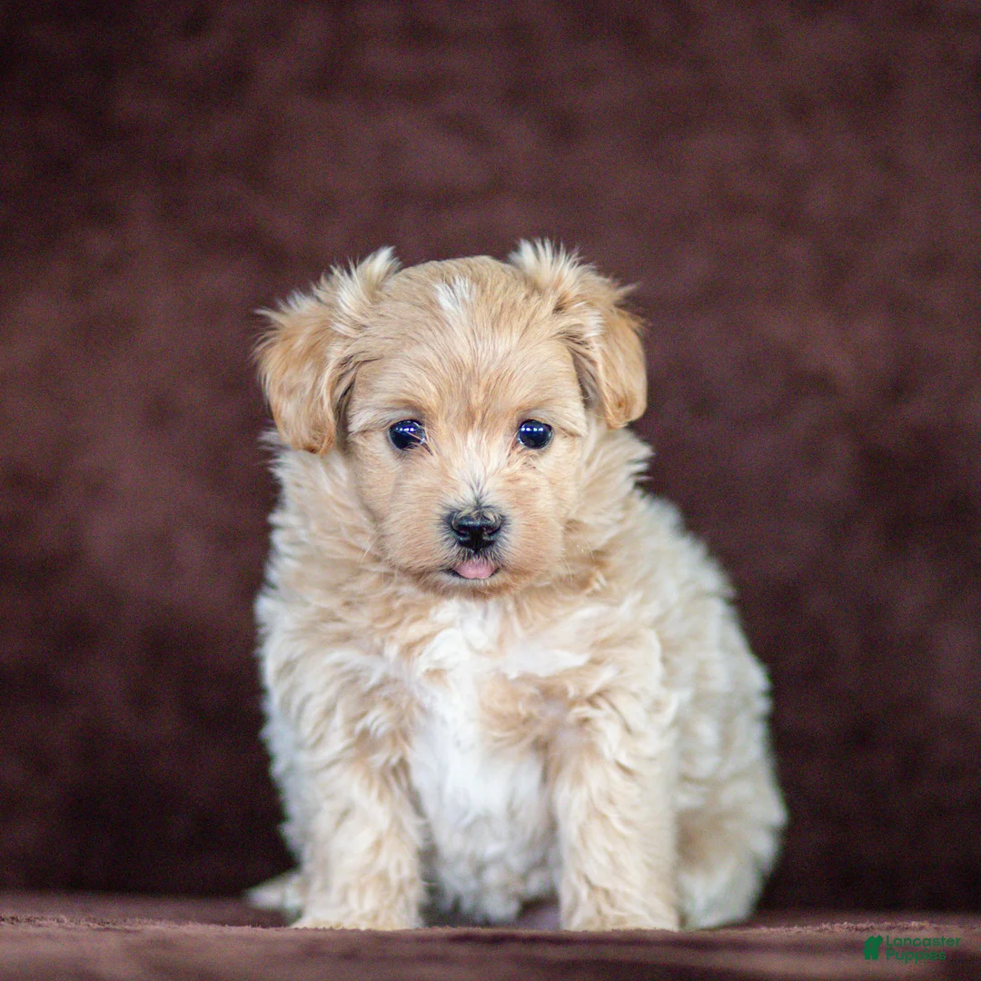 Maltipoo dogs for sale: Sophie Maltipoo Puppy  - Ad 2