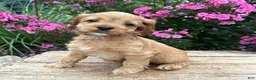 Cockapoo dogs for sale: Becca - Ad 1