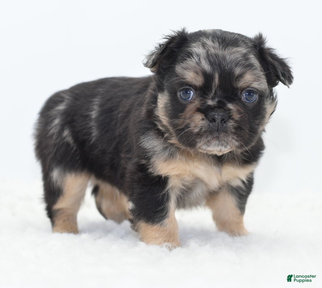 Mixed Breed dogs for sale: Chuck chocolate tri-color fluffy  - Ad 21