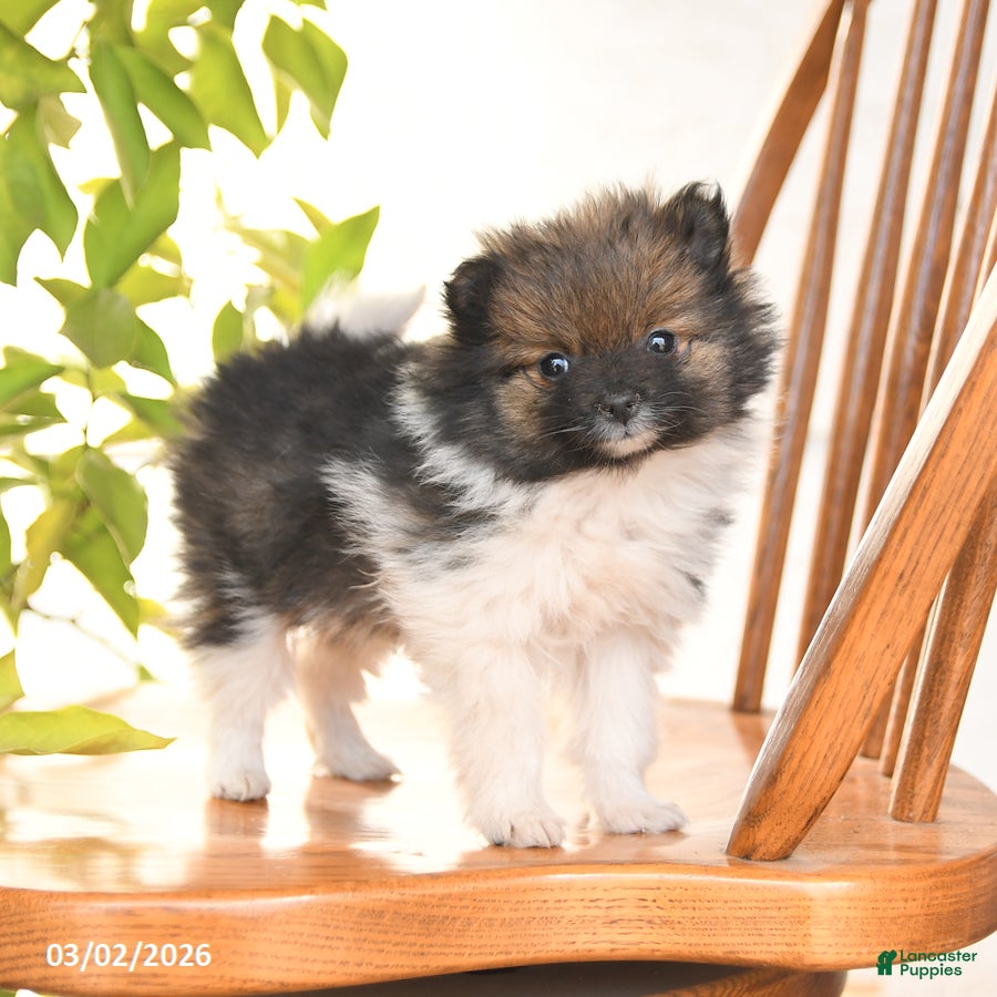 Pomeranian dogs Ivory - Ad 2