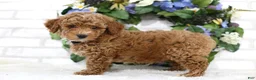 Miniature Poodle dogs for sale: Bandit - Ad 3