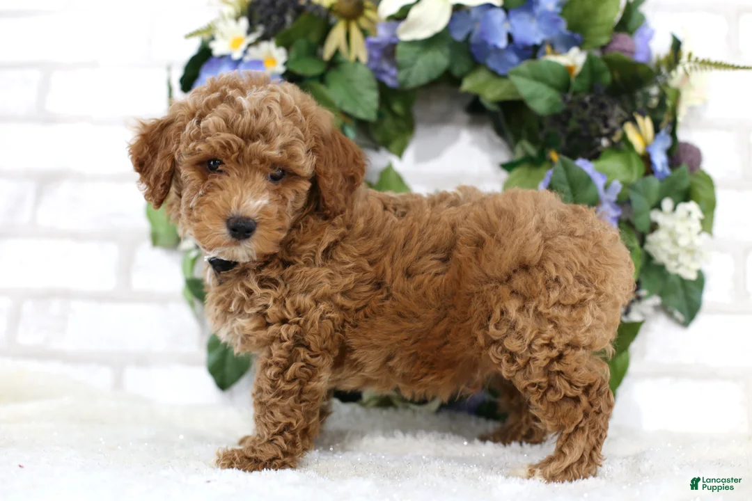 Miniature Poodle dogs for sale: Bandit - Ad 3