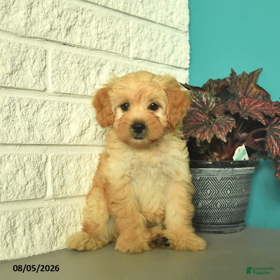 Mini Goldendoodle dogs Nugget  - Ad 2