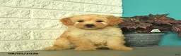 Mini Goldendoodle dogs for sale: Nugget  - Ad 2
