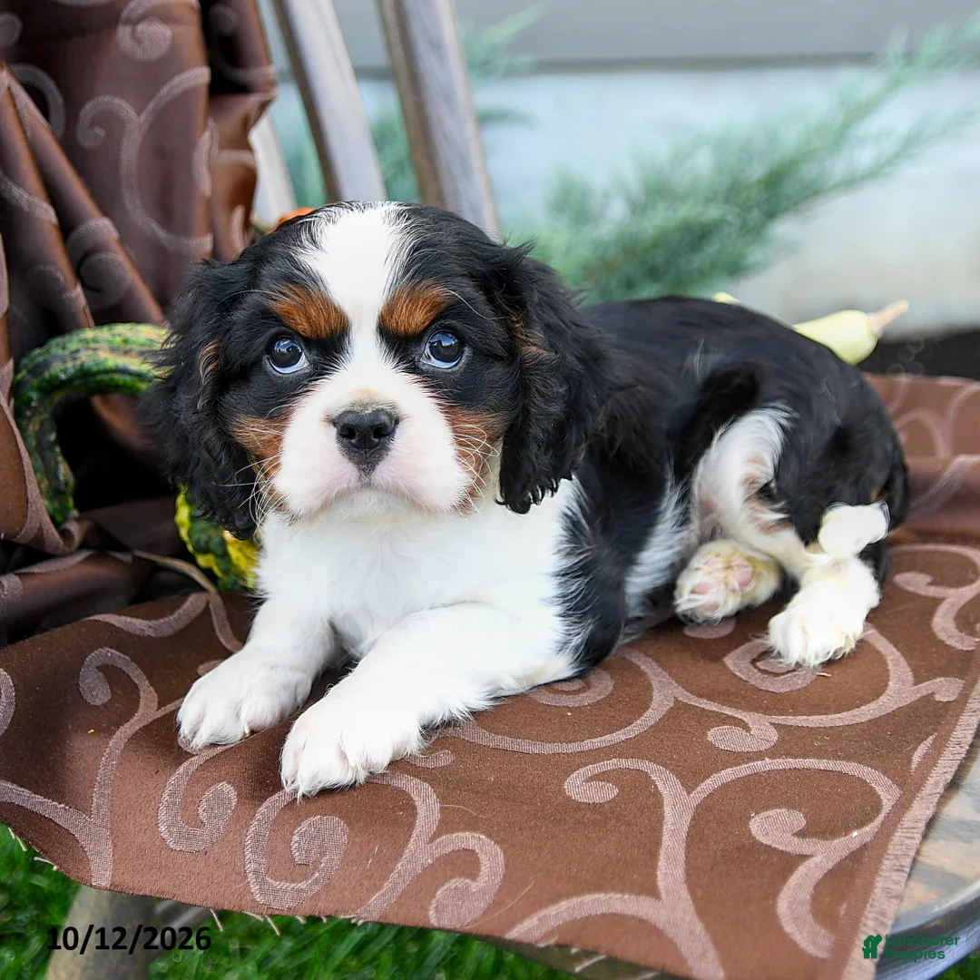 Cavalier King Charles Spaniel dogs for sale: Kaleb - Ad 3