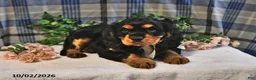Cavalier King Charles Spaniel dogs for sale: Charlie - Ad 3