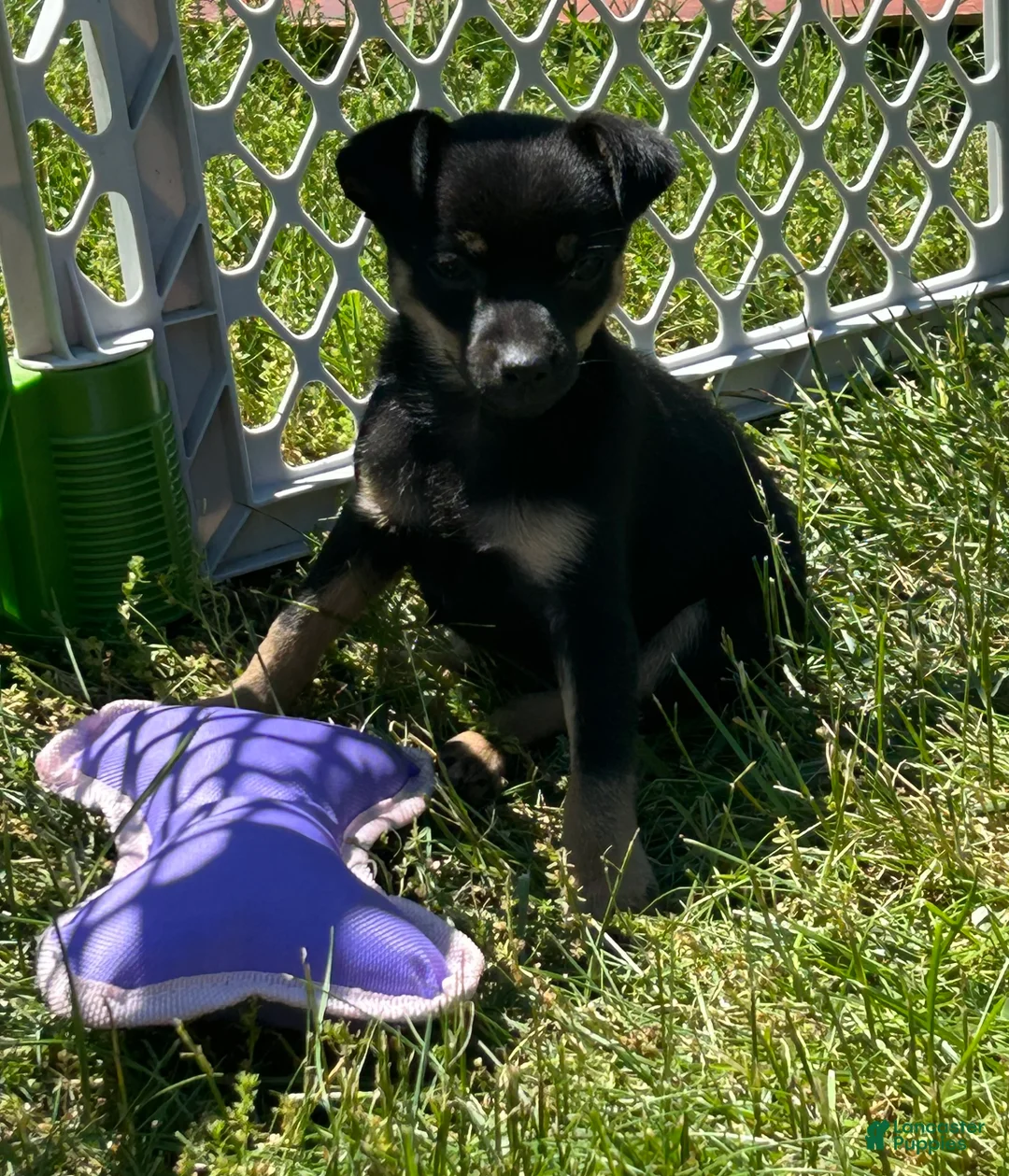 Mixed Breed dogs for sale: Jerry - Ad 2