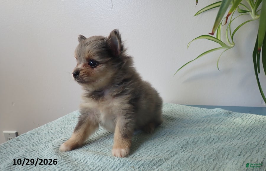 Pomeranian dogs for sale: Truffle - Ad 2