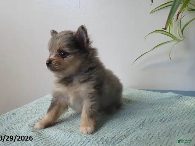 Pomeranian dogs for sale: Truffle - Ad 2