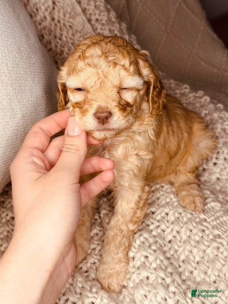 Cavapoo dogs Lottie, A Precious, Petite, F1B Cavapoo Girl  - Ad 2