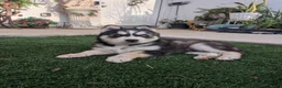 Siberian Husky dogs for sale: Siberian Husky 2 - Ad 2