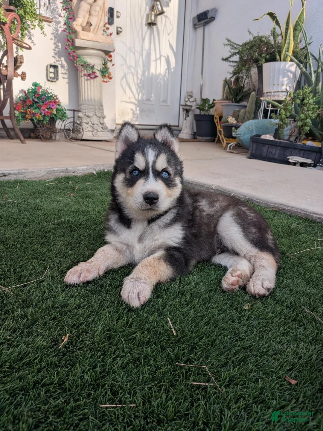 Siberian Husky dogs for sale: Siberian Husky 2 - Ad 2