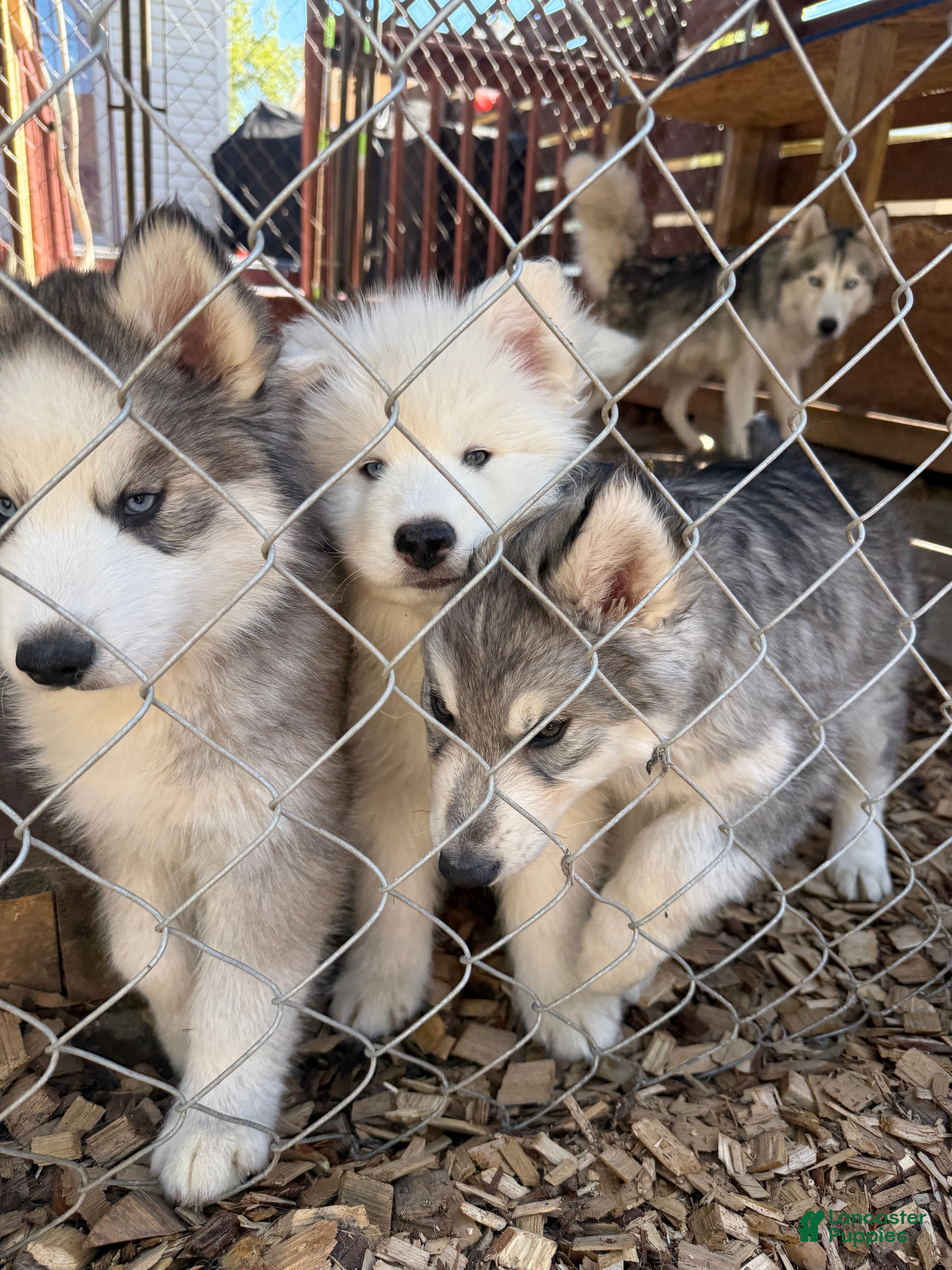 Siberian Husky dogs Tank - Ad 22