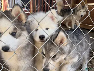 Siberian Husky dogs Tank - Ad 22
