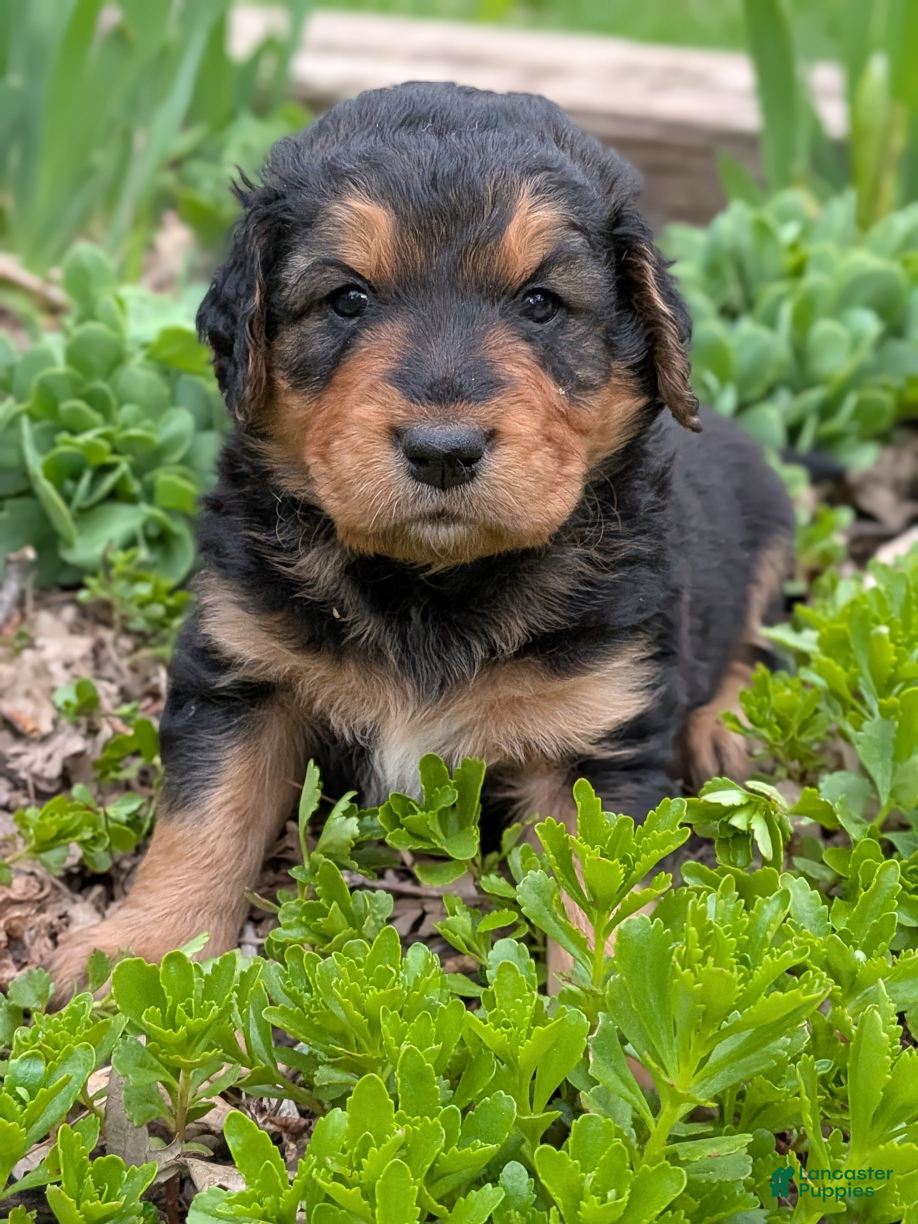 Mixed Breed dogs Mort - Ad 31
