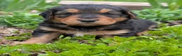 Mixed Breed dogs for sale: Mort - Ad 6