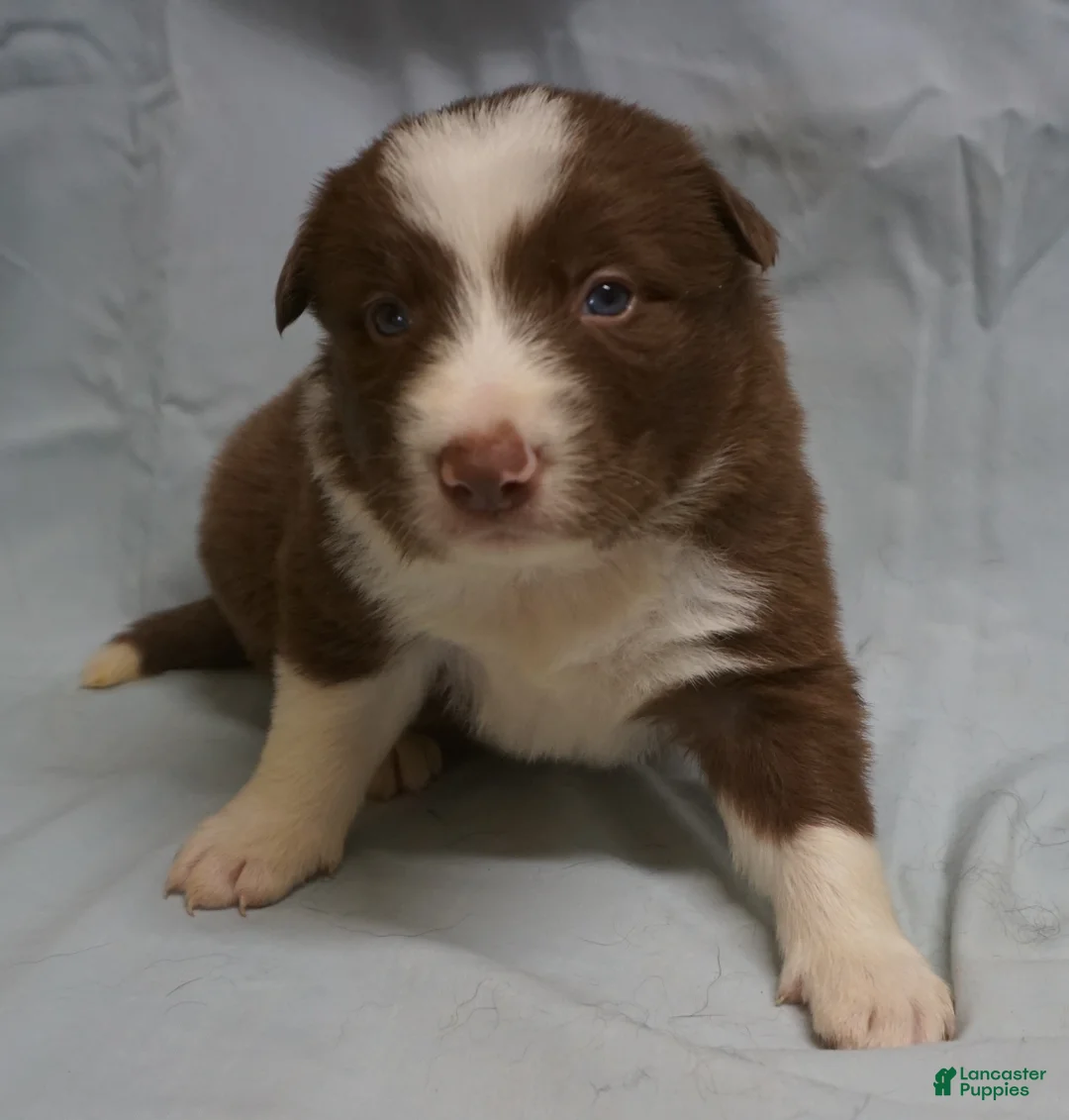 Border Collie dogs for sale: Ronan,  Puppy 4 - Ad 5