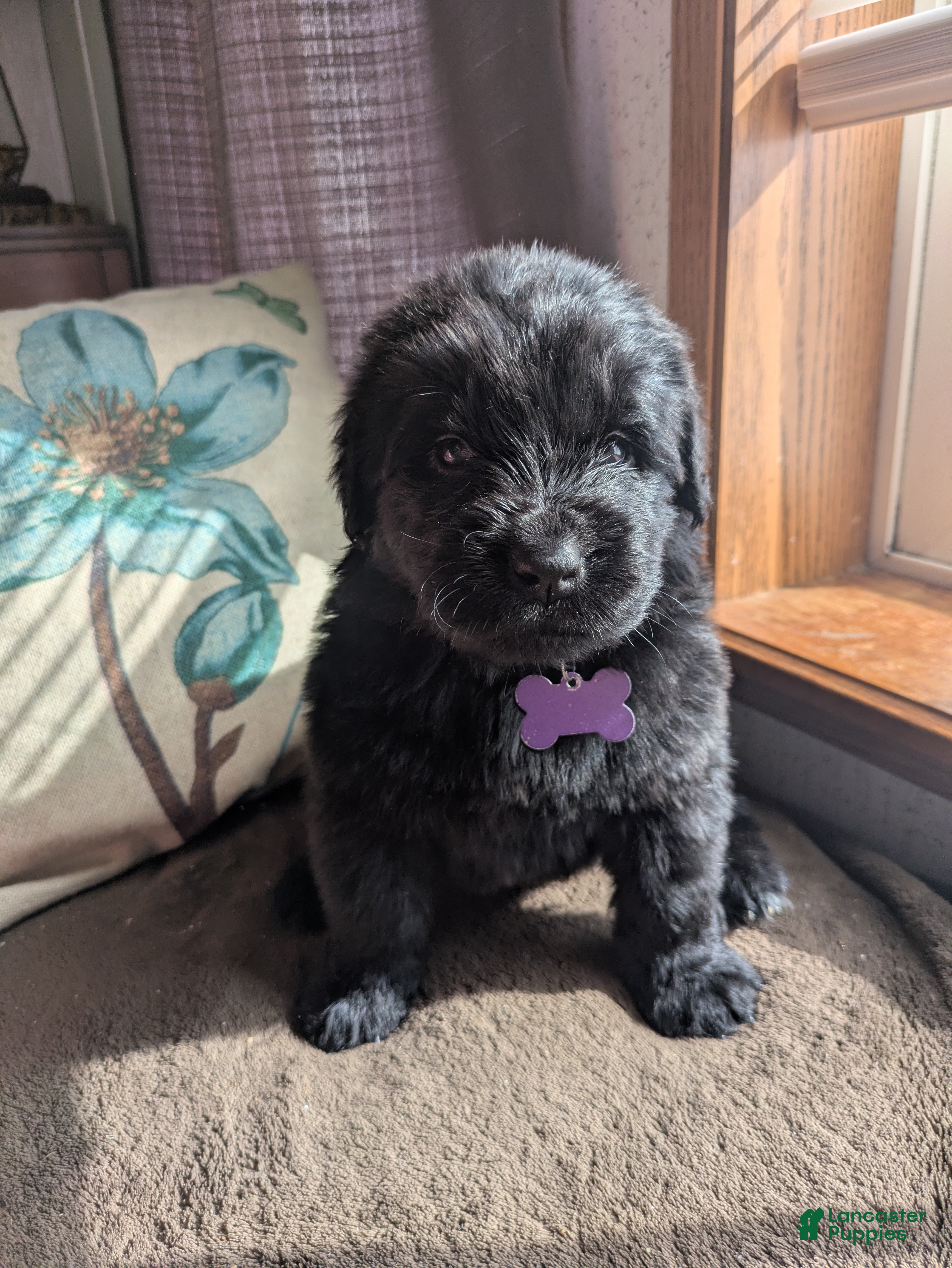 Newfoundland dogs Purple collar - Ad 24