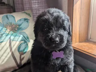 Newfoundland dogs Purple collar - Ad 24