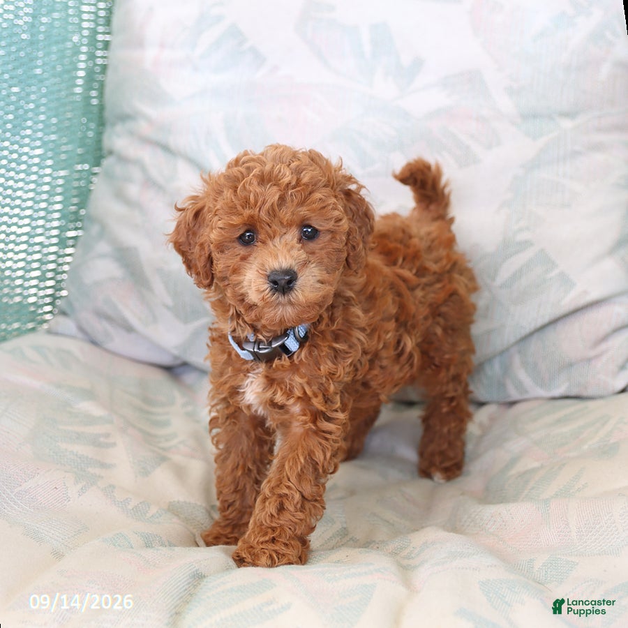 Toy Poodle dogs Raine - Ad 1