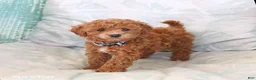 Toy Poodle dogs for sale: Raine - Ad 1