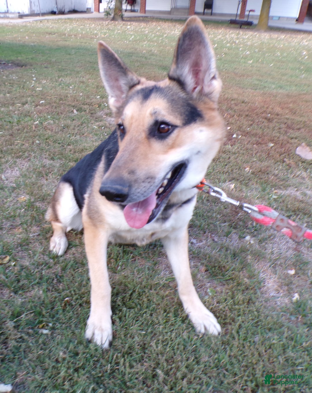 German Shepherd dogs for sale: German Shepherd Puppy 2 Buster - Ad 3