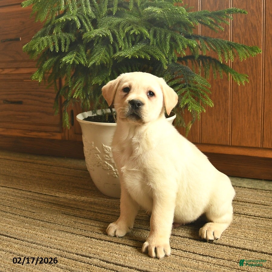 Labrador Retriever dogs Grant  - Ad 1