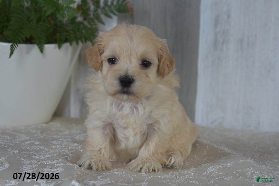 Maltipoo dogs Pete - Ad 1