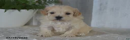 Maltipoo dogs for sale: Pete - Ad 1