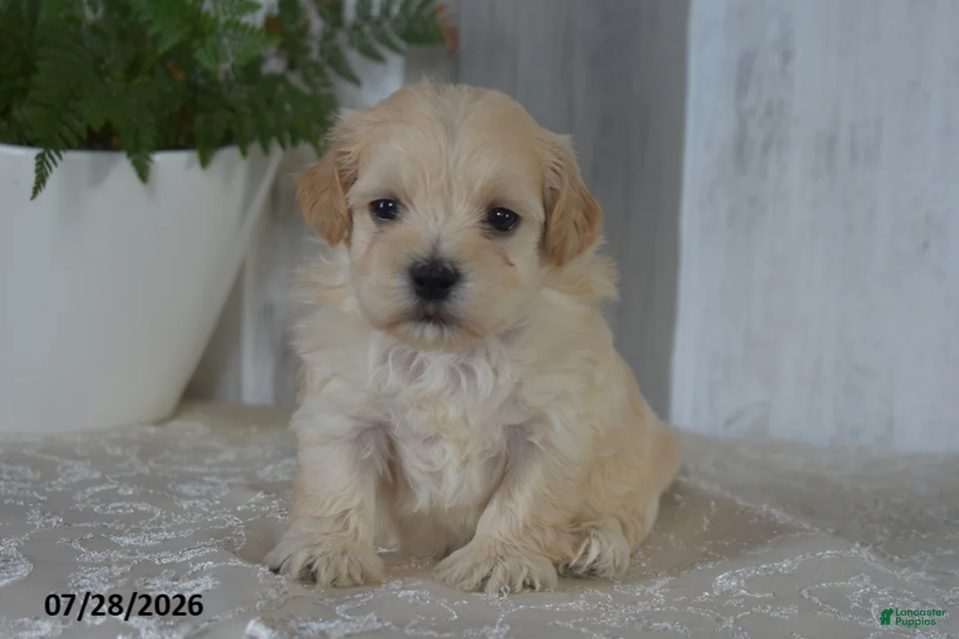 Maltipoo dogs for sale: Pete - Ad 1