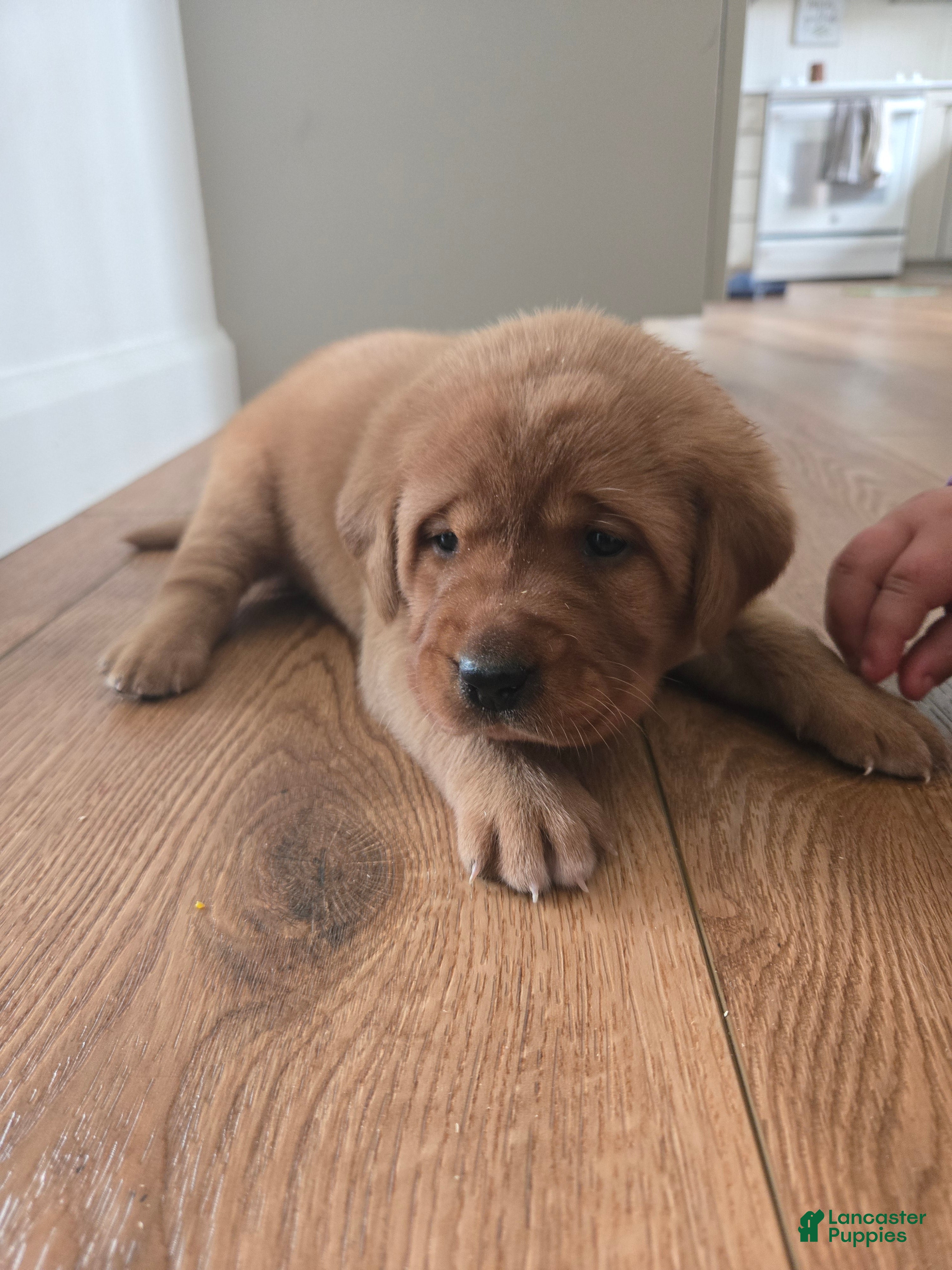 Labrador Retriever dogs Maggie - Ad 19