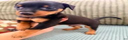 Miniature Pinscher dogs for sale: Loki - Ad 1