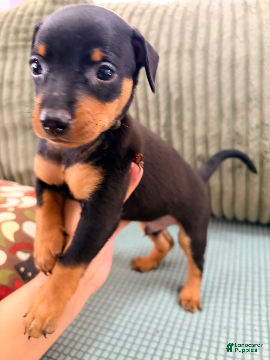 Miniature Pinscher dogs for sale: Loki - Ad 1