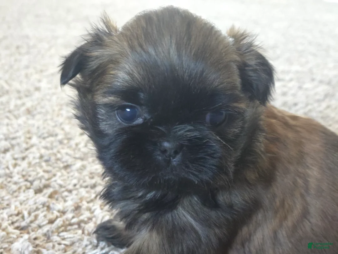 Shih Tzu dogs for sale: Gidget - Ad 1