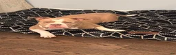 American Bully dogs for sale: Tank - Ad 3