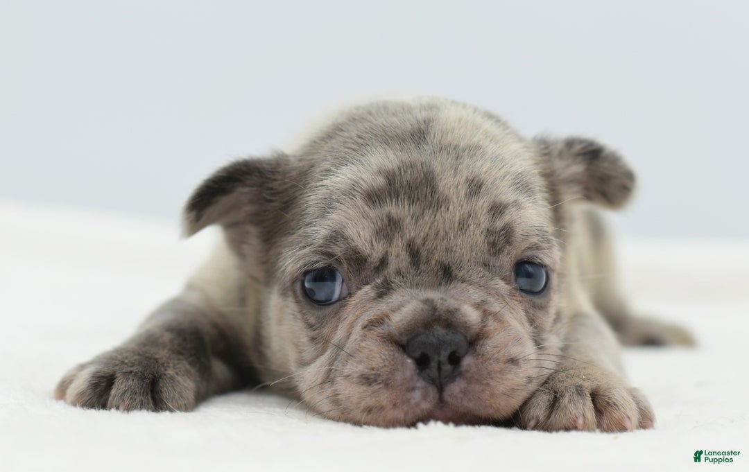 Mixed Breed dogs for sale: Nugget blue hybrid  - Ad 6