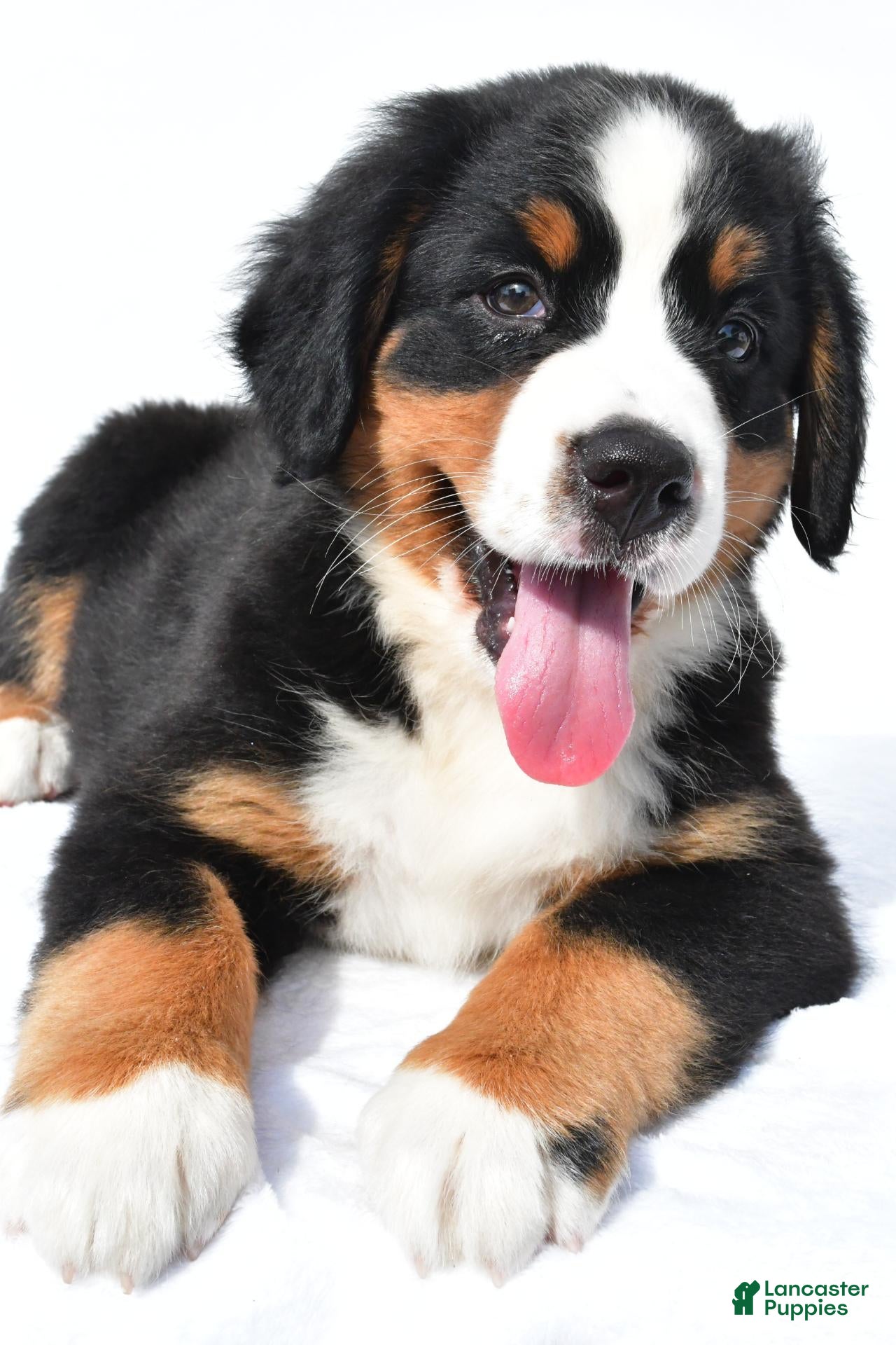 Bernese Mountain Dog dogs Polly - Ad 2