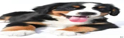 Bernese Mountain Dog dogs for sale: Polly - Ad 2