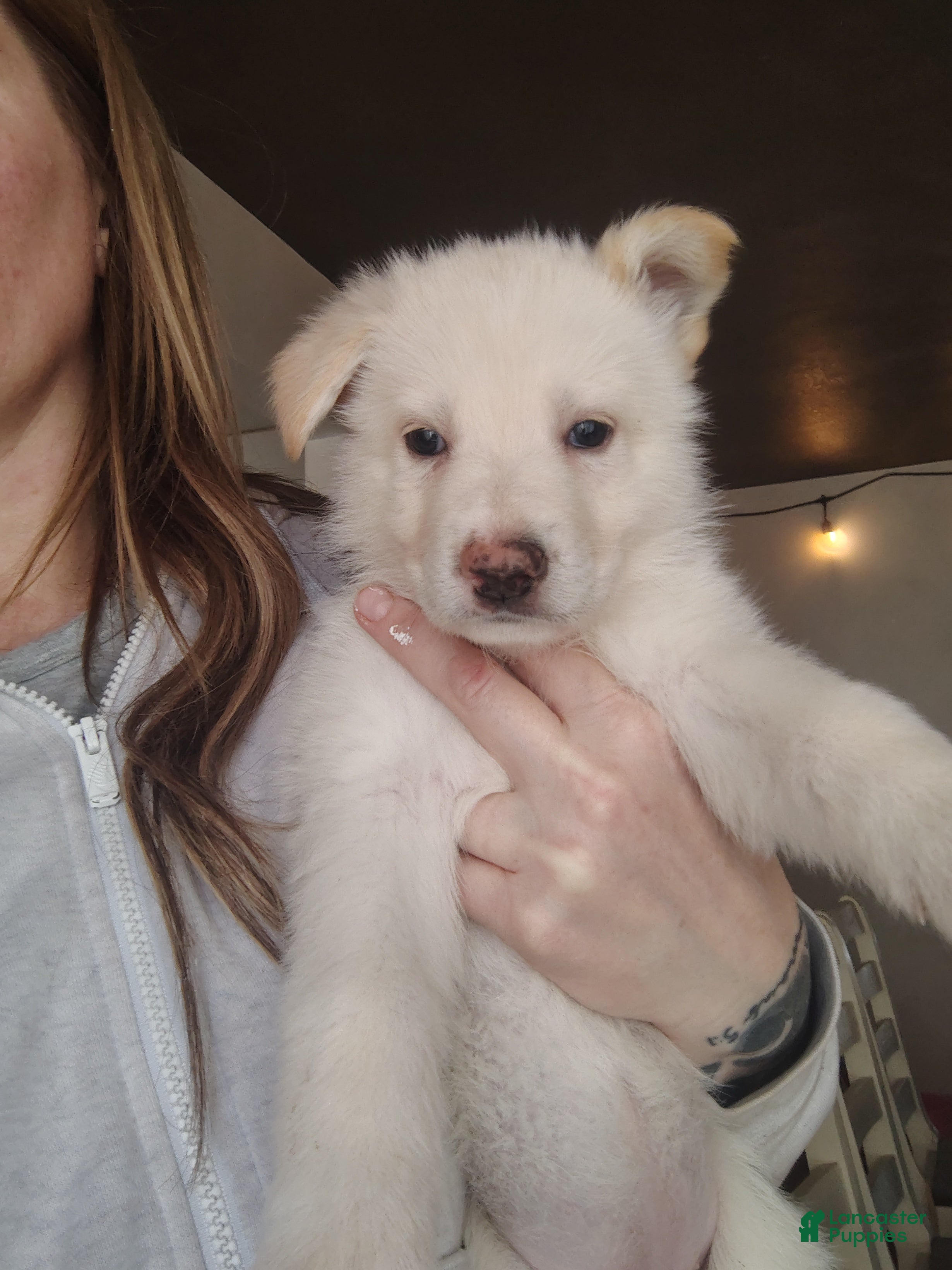 German Shepherd dogs Anna - Ad 1