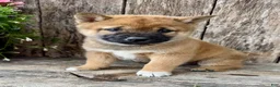 Shiba Inu dogs for sale: Whiskey - Ad 3