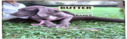 Great Dane dogs for sale: Butter - Ad 10