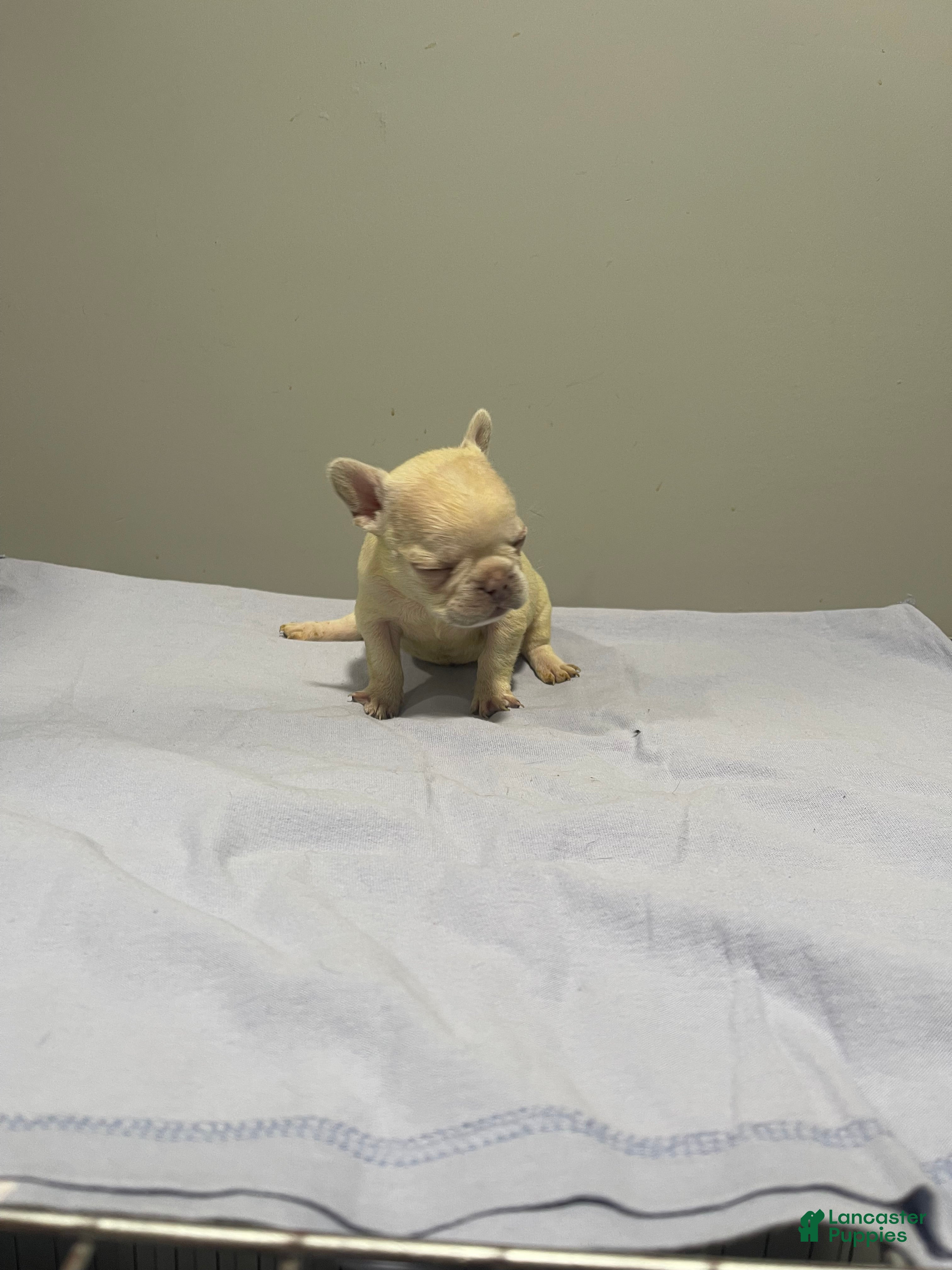 French Bulldog dogs French Bulldog Puppy 5 - Ad 4