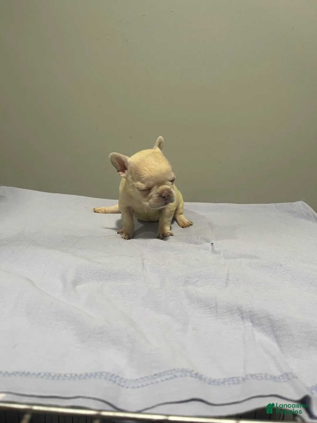 French Bulldog dogs for sale: French Bulldog Puppy 5 - Ad 1