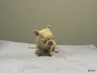 French Bulldog dogs French Bulldog Puppy 5 - Ad 4