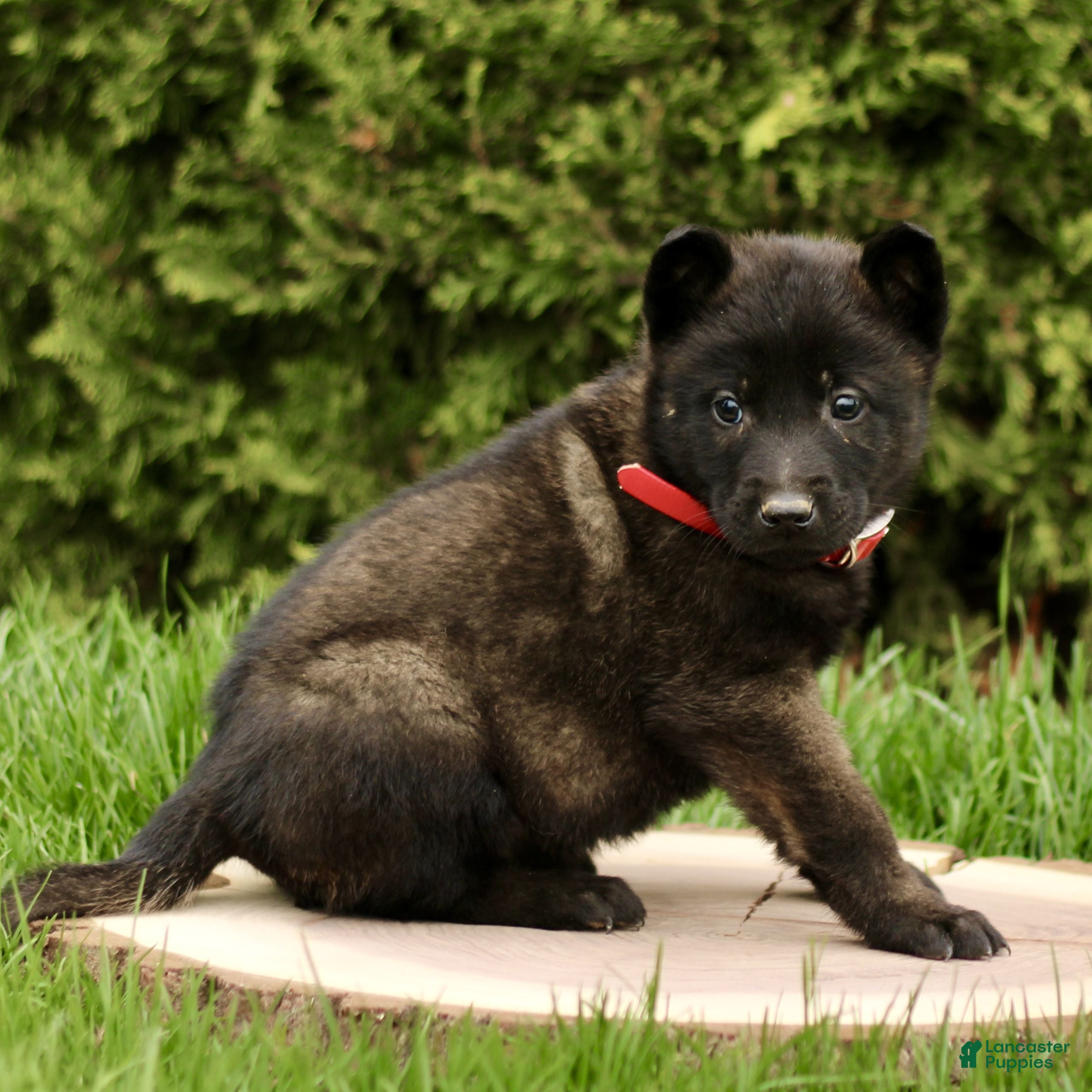 Belgian Malinois dogs Sirius  - Ad 1