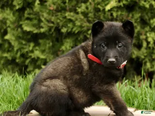 Belgian Malinois dogs for sale: Sirius - Ad 3