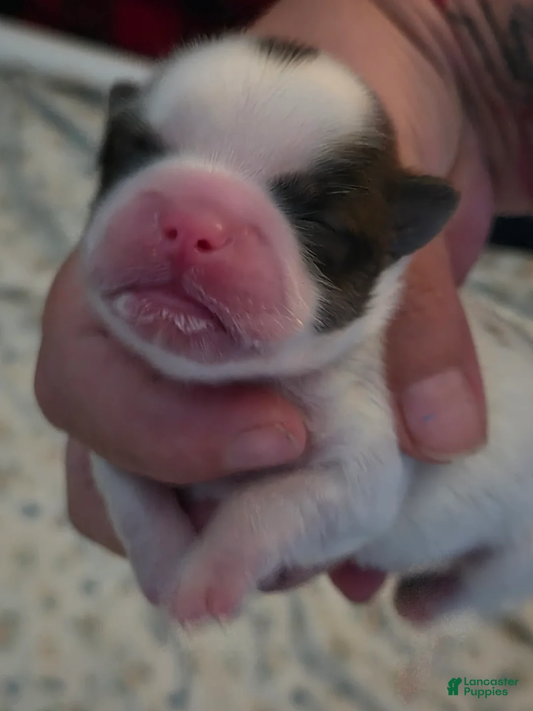 Shih Tzu dogs for sale: Buddy - Ad 2