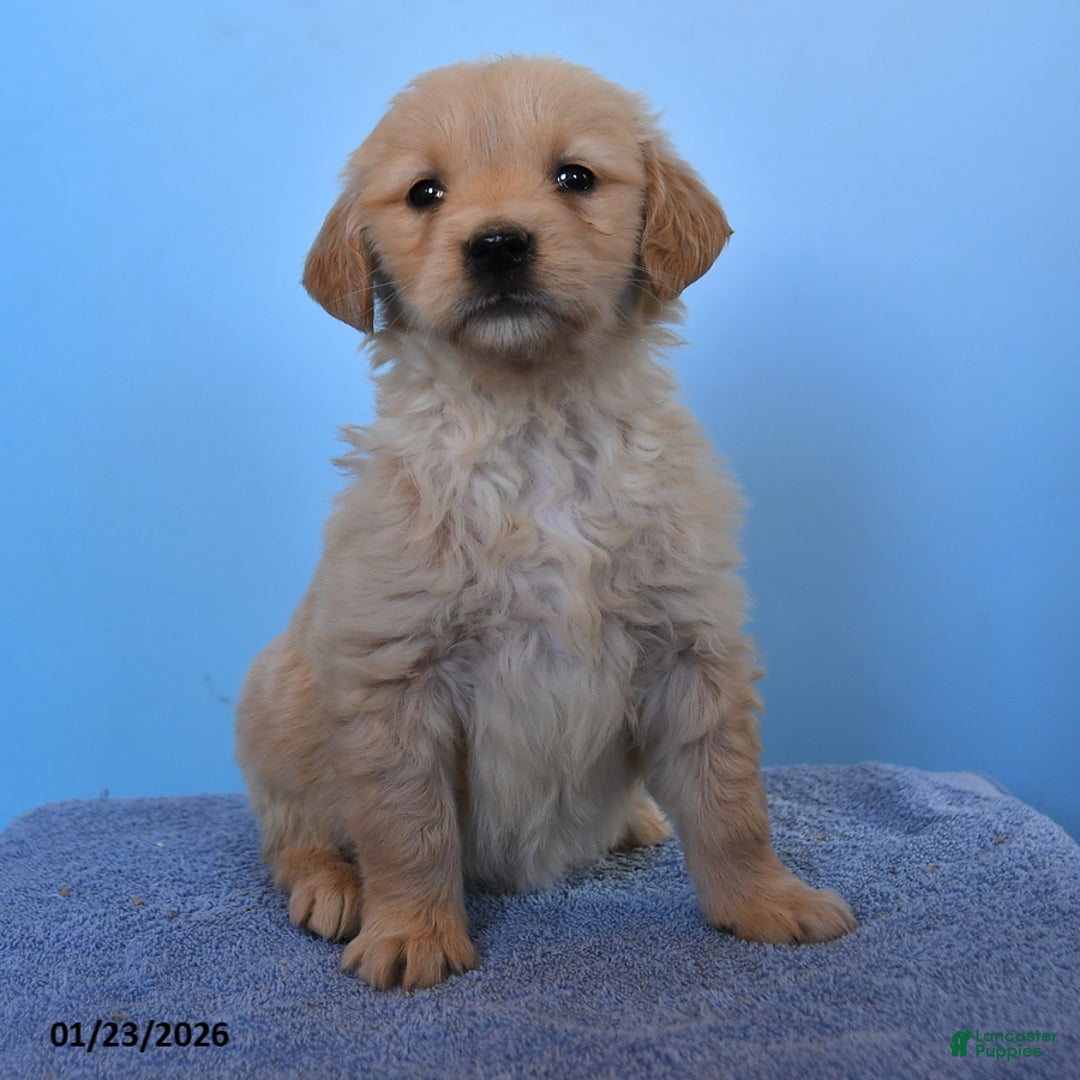 Golden Retriever dogs for sale: Ollie - Ad 3